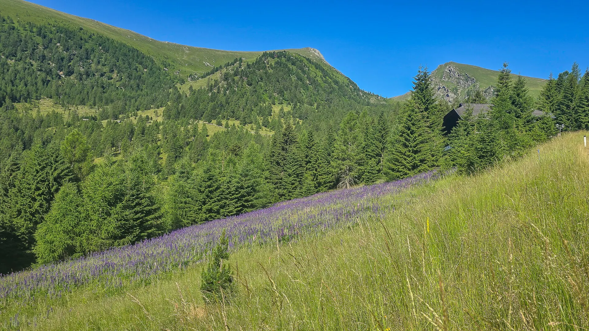sommerfotosfalkertseetoplagekaufenkitzimmo-1